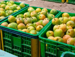 Manisnya Gedong Gincu Indramayu  Sampai ke Manca Negara
