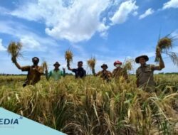 Percepat Musim Tanam 1, Pemkab Indramayu Targetkan Produksi Padi 1,7 Juta Ton