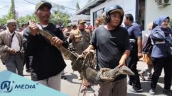 Kepung Pendopo, Petani Tambak Indramayu Bawakan Bupati Tiga Biawak Simbol Tolak PSN