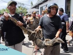 Kepung Pendopo, Petani Tambak Indramayu Bawakan Bupati Tiga Biawak Simbol Tolak PSN